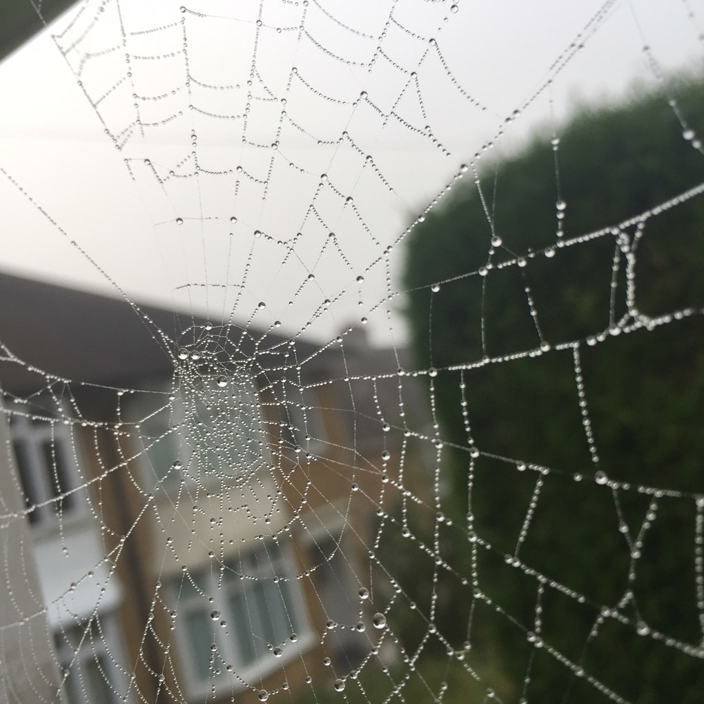 cobwebs