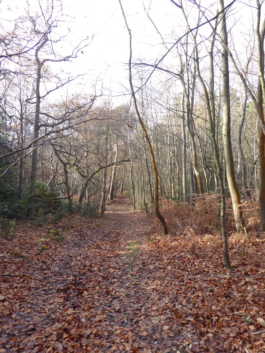 path through woodlands in winter