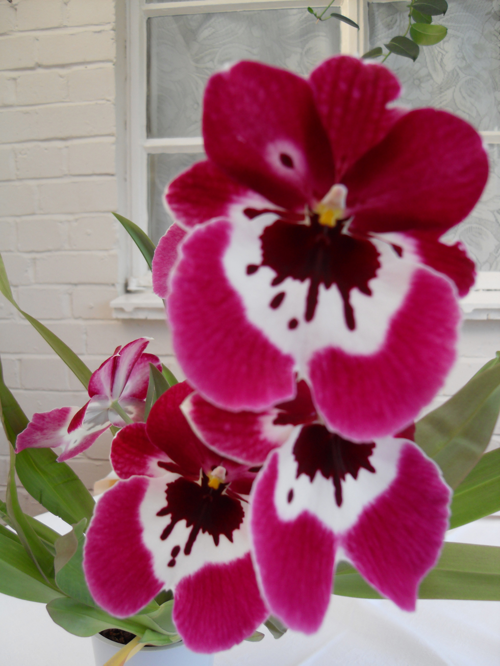 pink and purple orchid