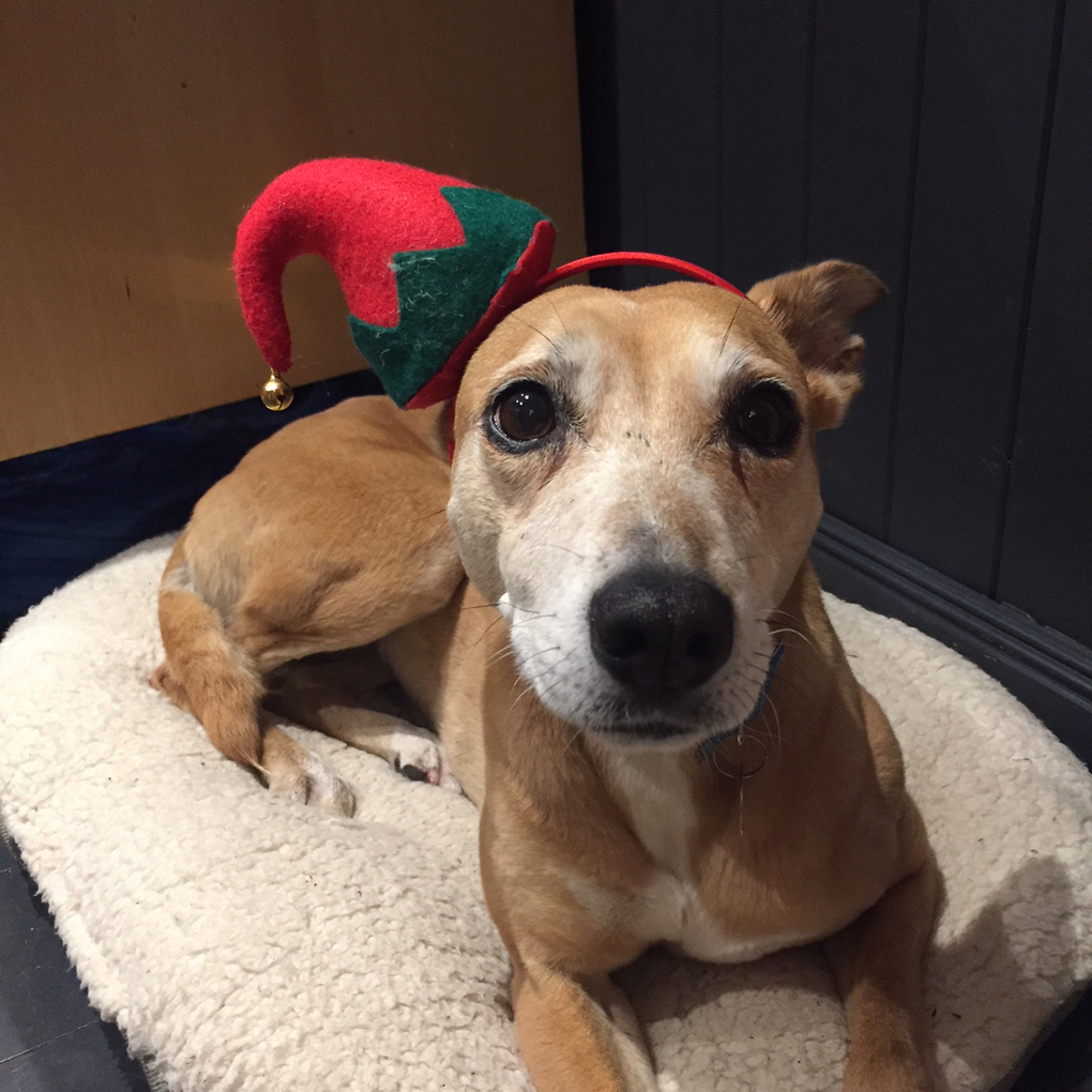 dog in santa hat