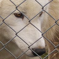 two arctic wolves