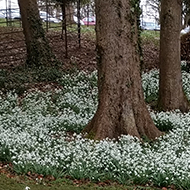 snowdrops