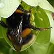 bee collecting nectar