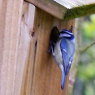 blue tit at bird box