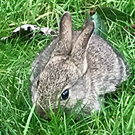 baby rabbit