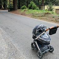 pram in a wood