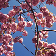 trees in blossom