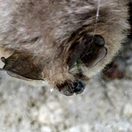 horseshoe bat