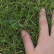 dog sniffing hand on grass
