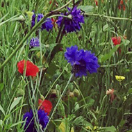 flowers in grass