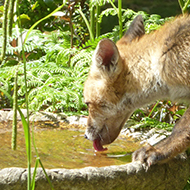 fox drinking from bird bath