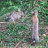 bunnies on University of Bath campus