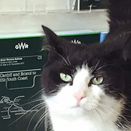 cat on station table