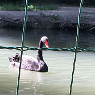 black swans