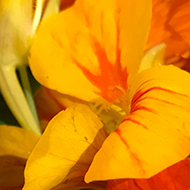 nasturtium blooms