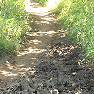 muddy path through a wood