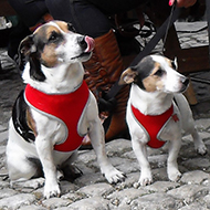 three dogs listening to folk music