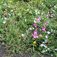 flowers by a sign