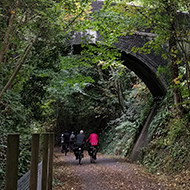 forested cycle path