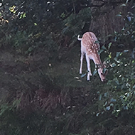 deer at a river