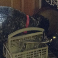 dog in the dishwasher licking plates