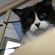 cat looking down the stairs