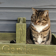 cat in a box