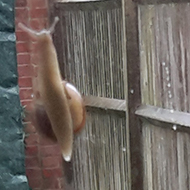 snail on a window