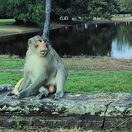 monkey by a pond