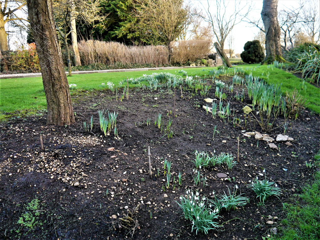 bulbs sprouting in a garden