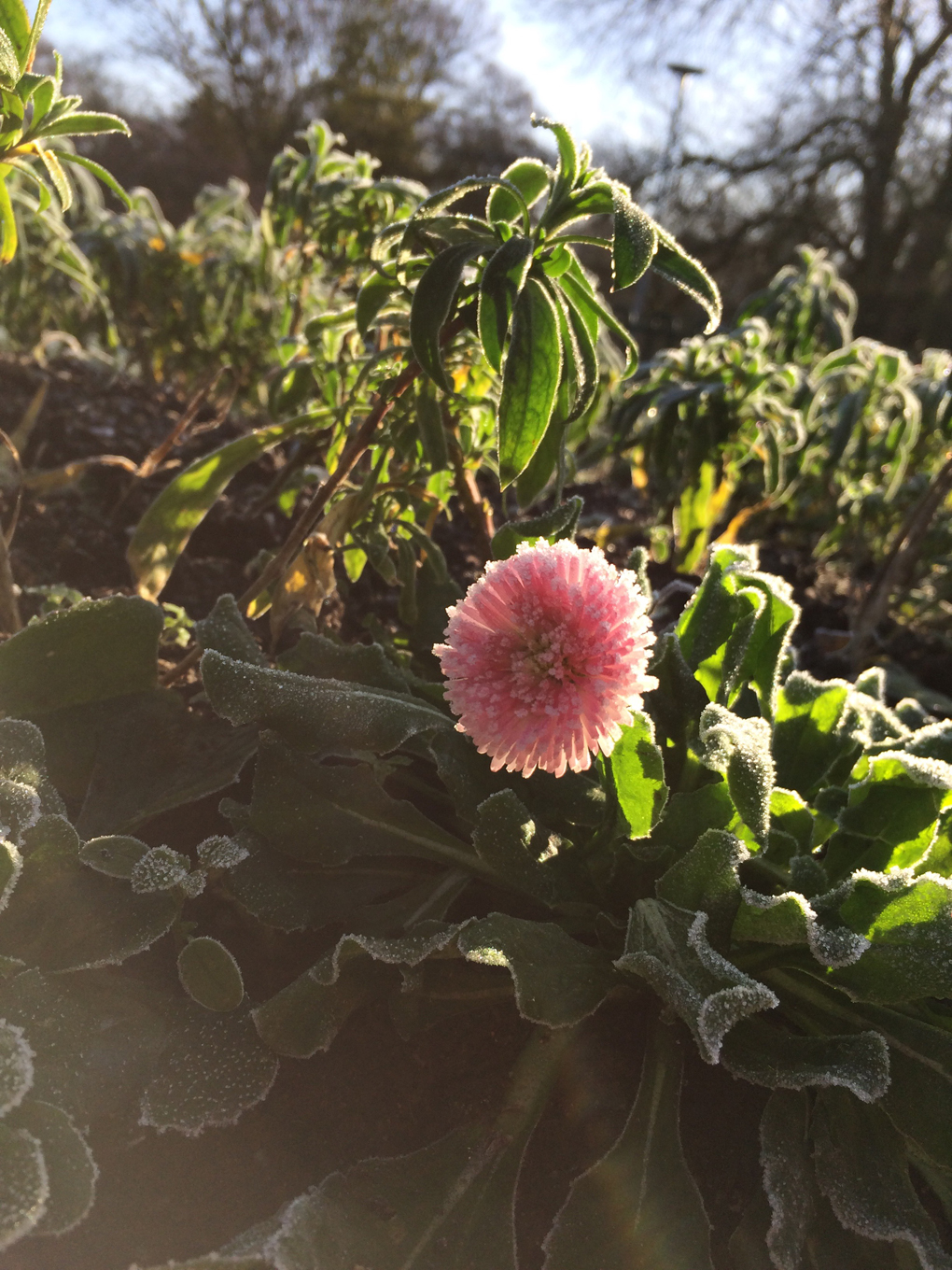 Pink flower and its leaves covered in frost.
