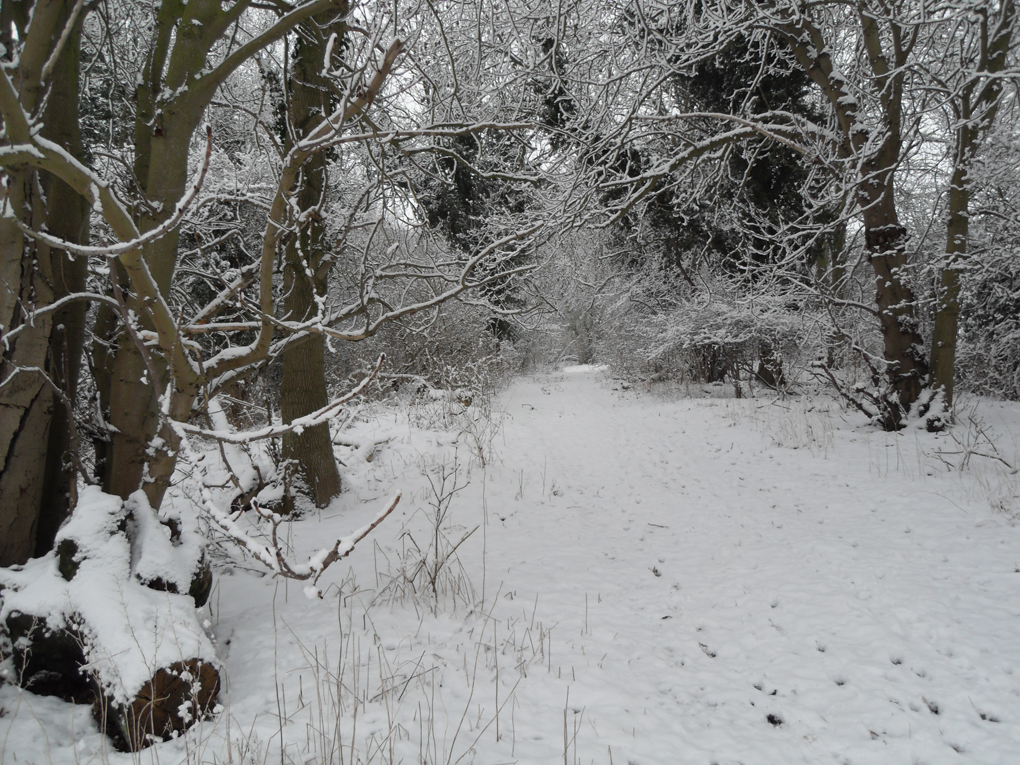 snowy garden