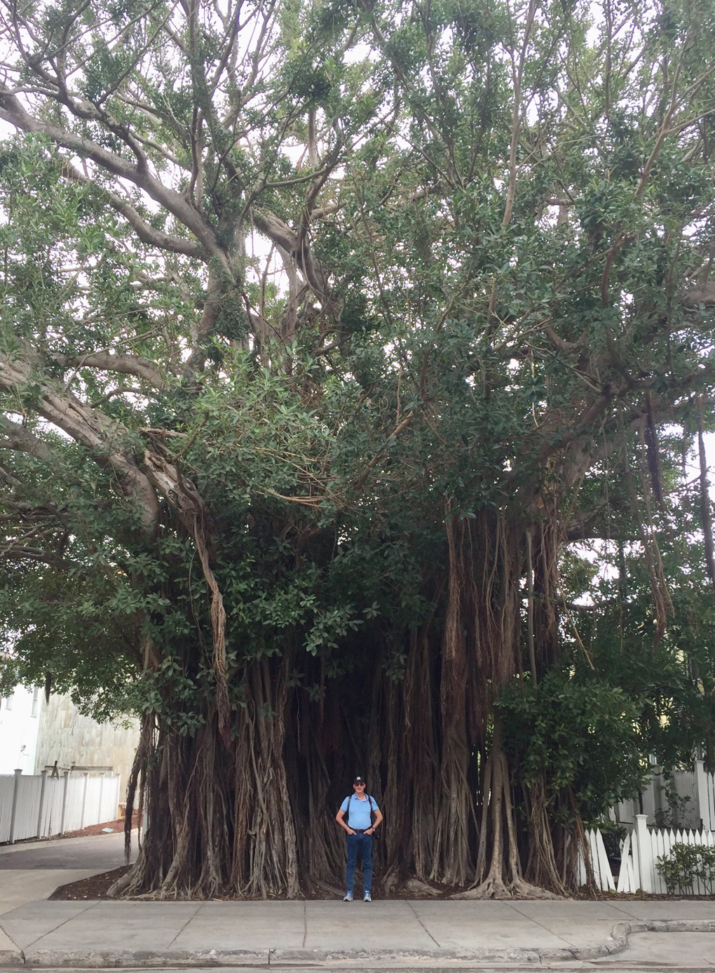 man in front of strangler fig