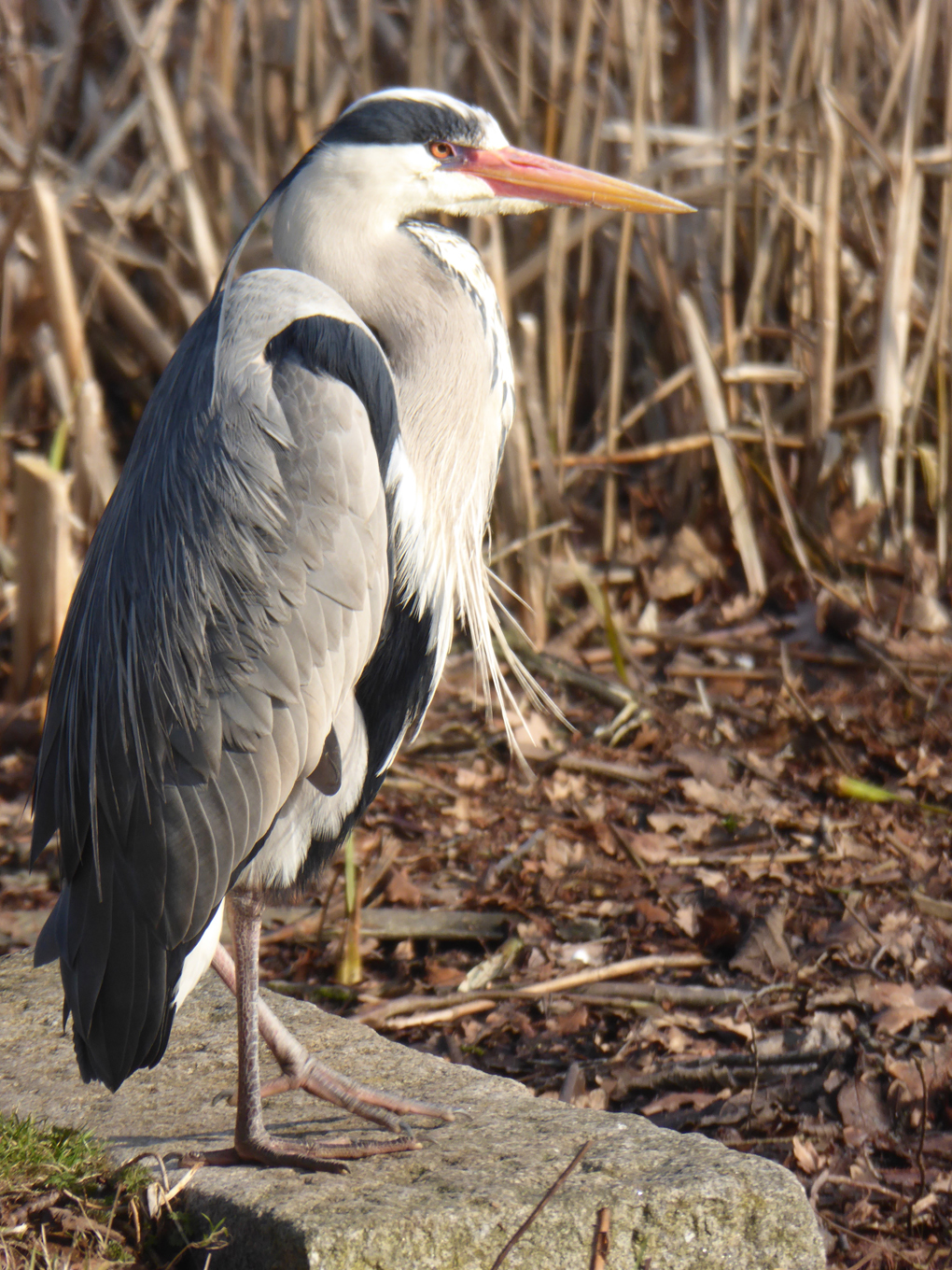 Grey Heron