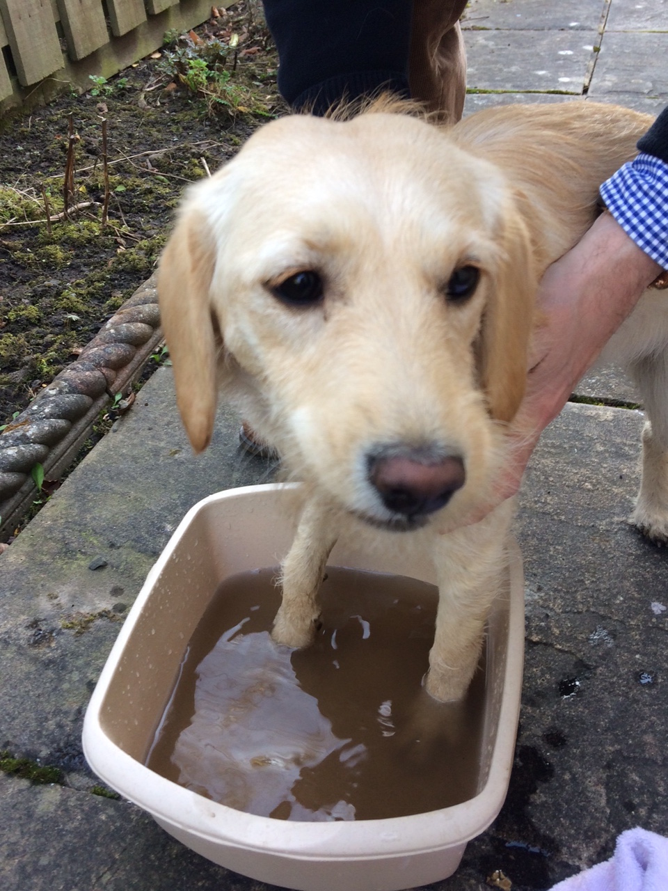 Labradoodle puppy being washed