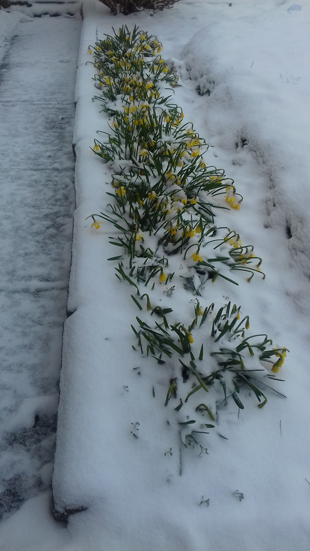 daffodils in the snow