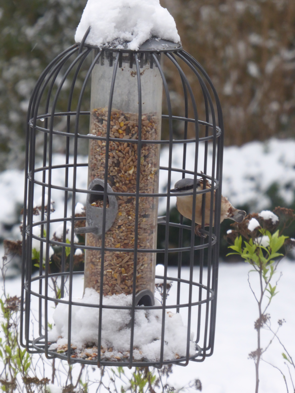 Nuthatch feeding at the bird feeder