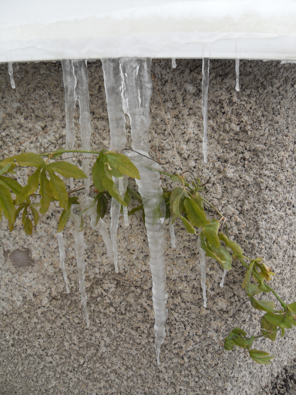 Foot long icicles