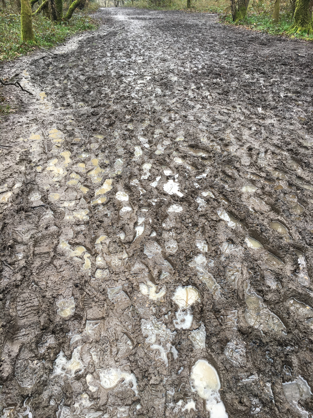 footprints in the mud