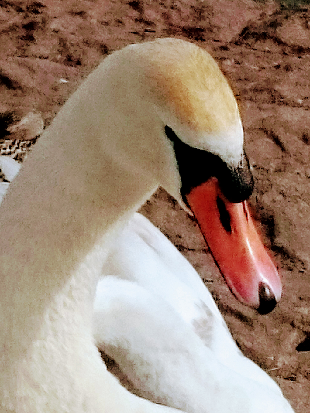 face of a mute swan