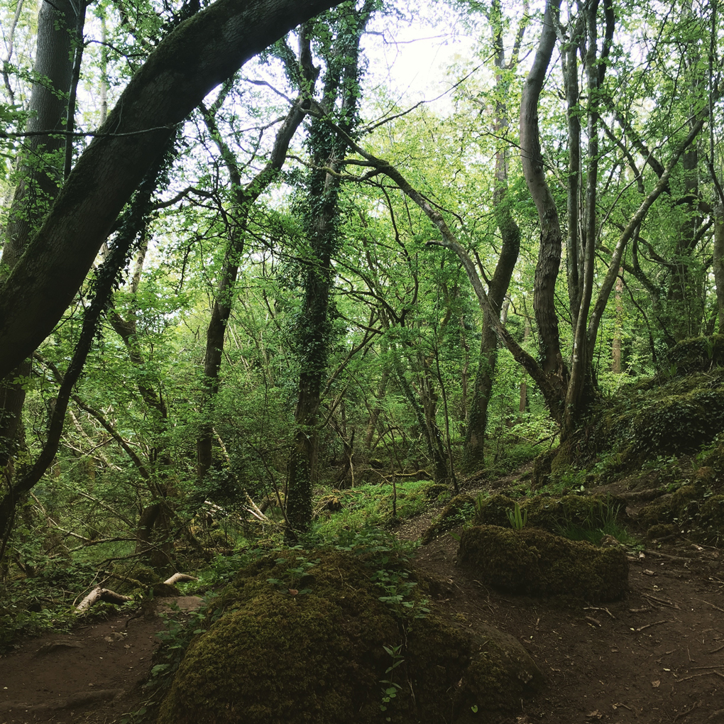 A forest scene, with trees at odd angles, tangled roots and some rocky ground