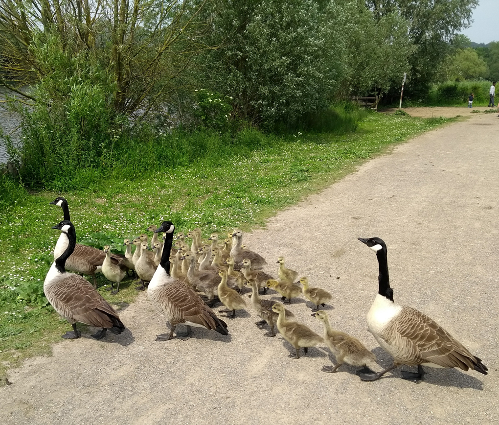 geese and chicks crossing a path