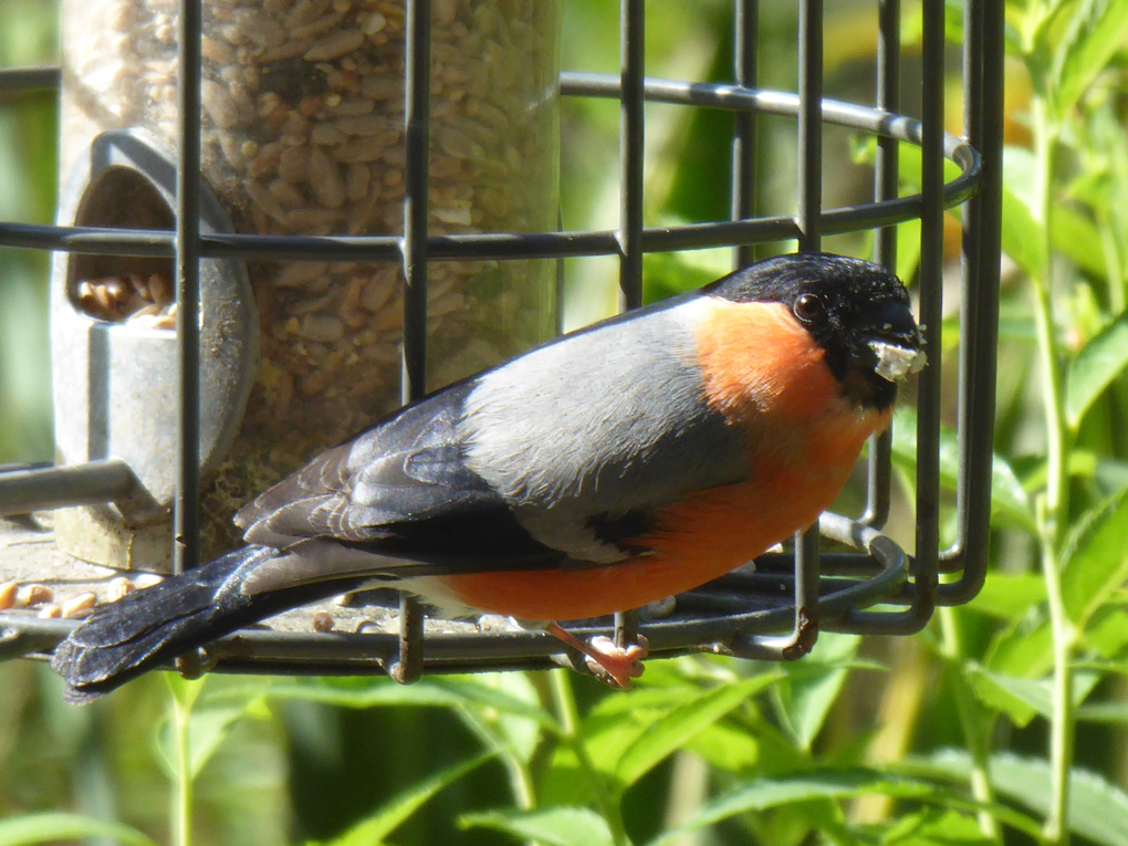 brightly coloured bullfinch