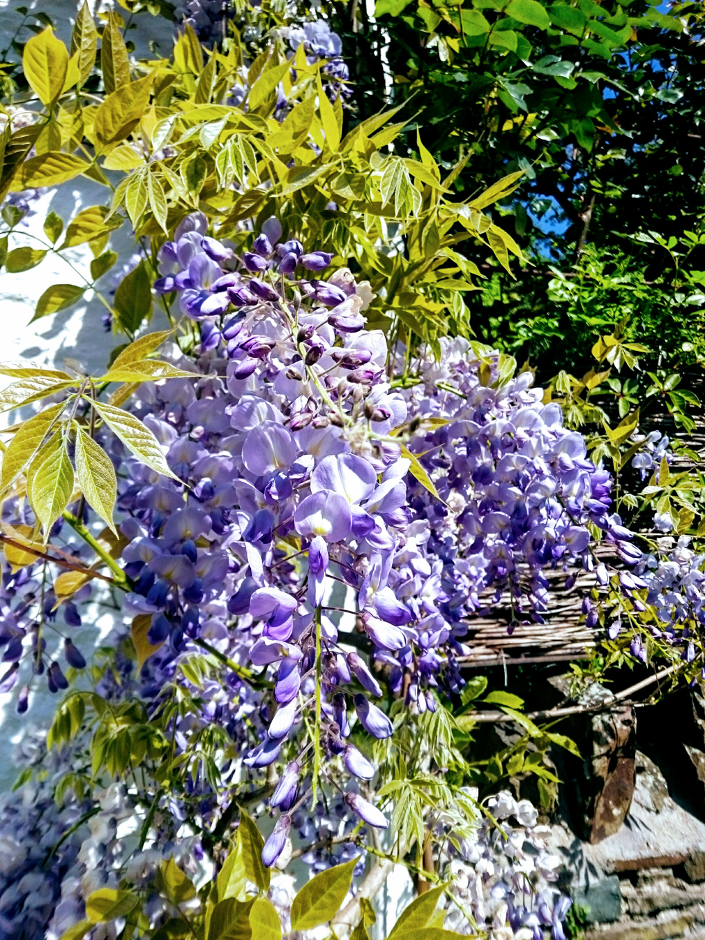 lilac plant