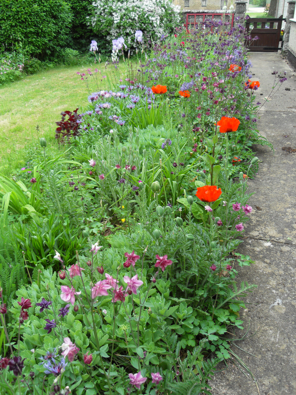 garden border full of flowers