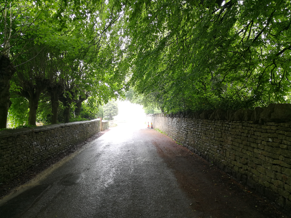 bright light at the end of a dark passage of foliage