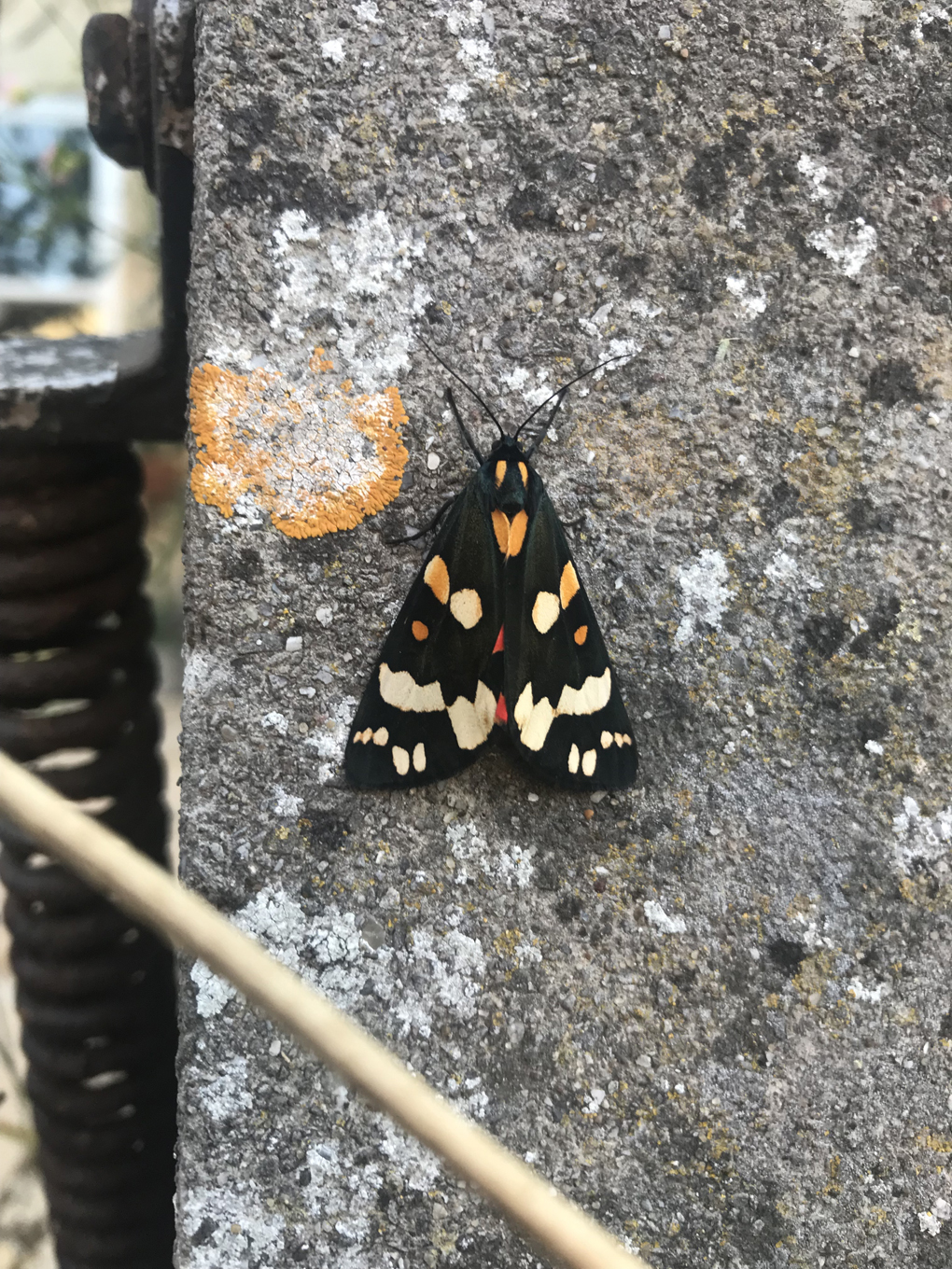 An orange and black butterfly resting on a rough stone wall