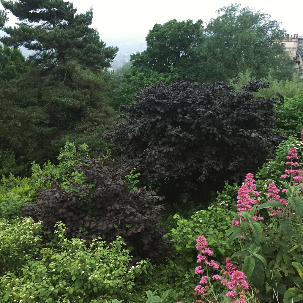 Lots of trees, viewed from canopy level