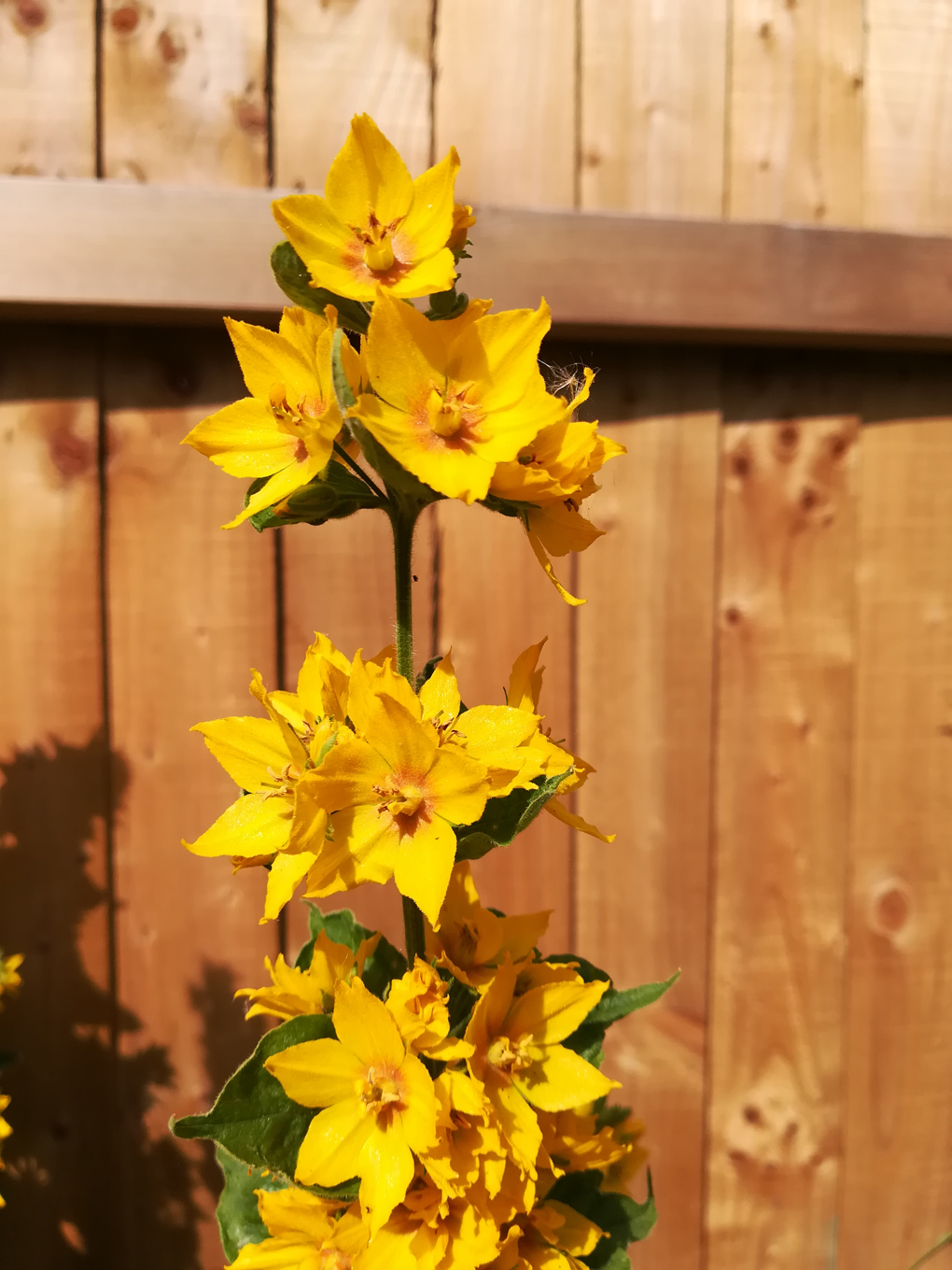 some nice yellow flowers