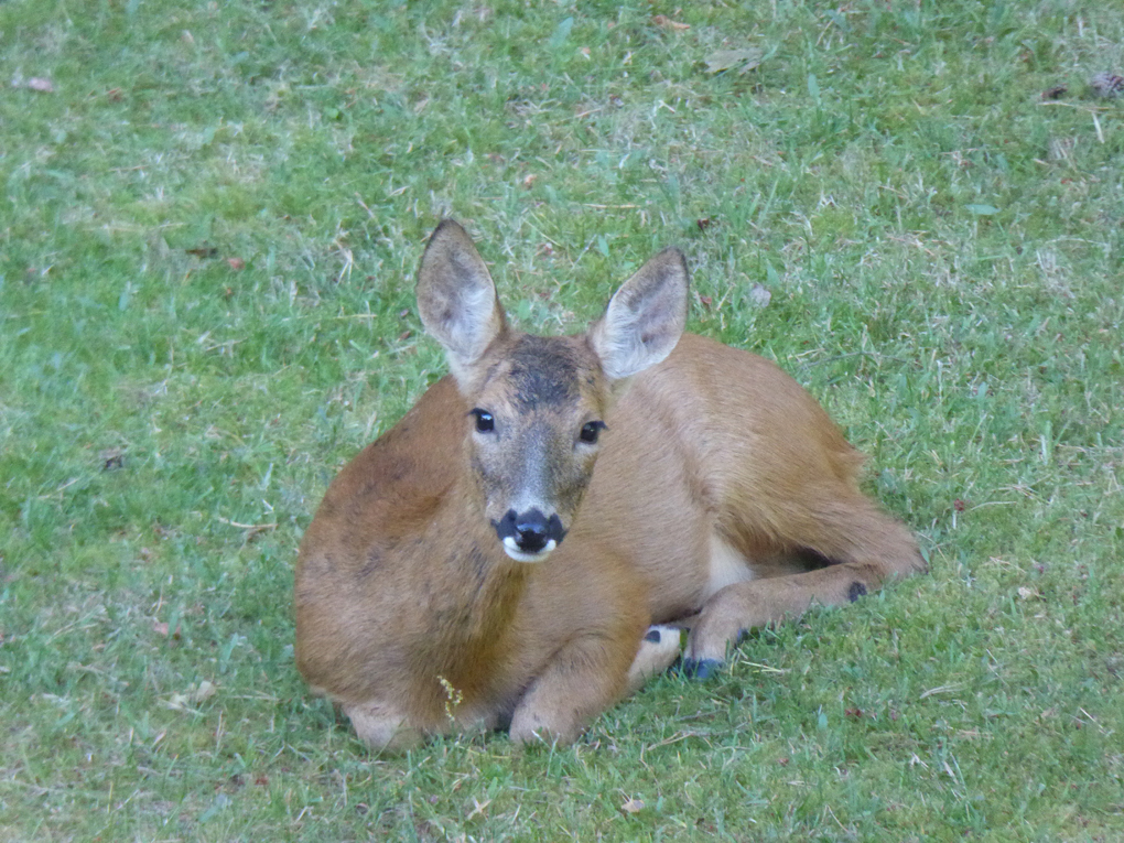 Roe Deer on Lawn